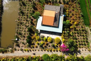 Sắc xuân trên thủ phủ mai vàng Tân Tây