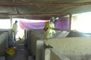 Tây Ninh tiêu hủy 35 con heo nghi nhiễm dịch tả heo Châu Phi