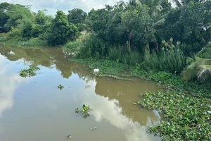 Phát hiện cá sấu dài 1,5m trên kênh ở Tây Ninh, người dân được cảnh báo khẩn