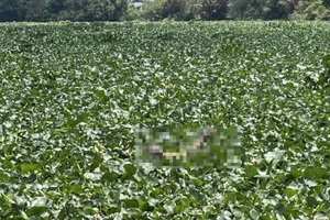 Tìm thấy thi thể 2 trẻ đuối nước tại bến phà trên sông Vàm Cỏ Tây