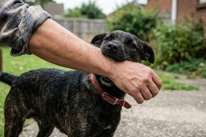 Tây Ninh lại có một người tử vong sau một năm bị chó cắn