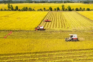 Nông sản rớt giá, chi phí leo thang, nông dân Tây Ninh với nỗi lo bỏ ruộng