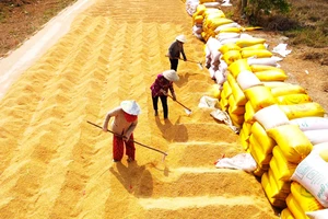 Nhọc nhằn mưu sinh với nghề “phơi nắng” giữa mùa lúa chín