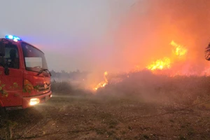 Lửa bùng dữ dội thiêu rụi 1,5ha cỏ sậy sát khu dân cư ở Tây Ninh