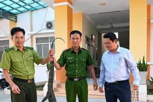 Tây Ninh: Một người dân phát hiện kỳ đà hoa quý hiếm phía sau nhà