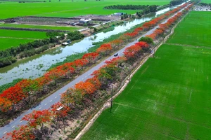 Mùa hoa phượng nở rộ trên tuyến đường đẹp nhất Tây Ninh