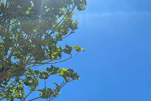 Ngắm 'khủng long, cá heo' trên đỉnh Tà Xùa, Sơn La 