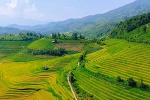 Ngắm ruộng bậc thang ở Nậm Cang, Sa Pa mùa lúa chín 