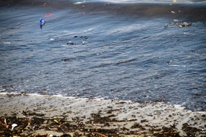 Nước biển đen ngòm, bốc mùi hôi thối trên vịnh Đà Nẵng