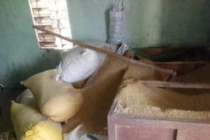 Một người dân báo mất 49 cây vàng giấu trong thùng lúa