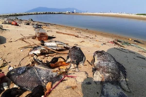 Cá chết hàng loạt dọc bờ biển Đà Nẵng do nước xả thải