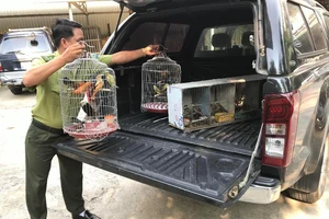 Kiểm lâm thả hàng chục con chim về môi trường tự nhiên