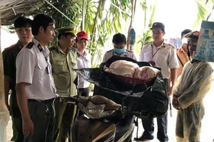 Dịch tả heo châu Phi xuất hiện tại TP Đà Nẵng