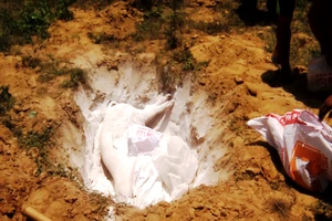 Chở heo chết từ vùng dịch tả heo châu Phi đi tiêu thụ