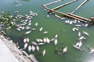 Cá nổi lềnh bềnh trong hồ mà ông Dũng 'lò vôi' định cải tạo