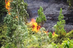 Đà Nẵng: Rừng tự nhiên cháy, dập lửa khó vì vướng dây leo