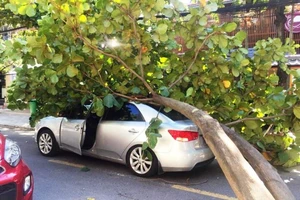 Cây lớn bật gốc đè trúng ô tô đang chạy ở Đà Nẵng