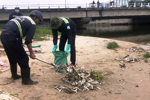 Cá chết nổi trắng cửa sông trôi ra biển ở Đà Nẵng