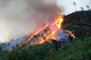 Hai người lấy mật ong gây cháy rừng bị bắt