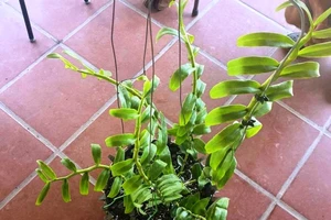 Đang xác minh truy thu thuế vụ đổi siêu xe 21 tỉ lấy lan đột biến ở Đà Nẵng 