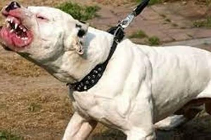 Bị hàng xóm đánh, về nhà lùa chó qua cắn trả thù