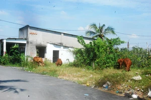 Khu đô thị lớn nhất quận 9 làm nơi chăn bò