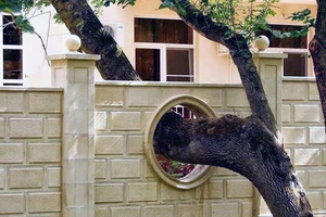 Cấm kị về cây cối trong phong thủy nhà ở