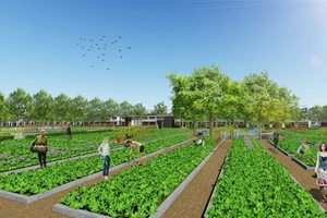 Dự án đầu tiên ở Sài Gòn có vườn rau sạch