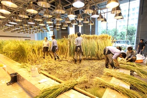 Nhật Bản thiết kế ruộng lúa ngay trong tòa nhà 9 tầng