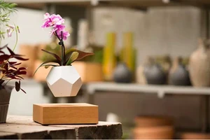 Gợi ý những chậu cây tuyệt đẹp cho ngôi nhà ngày tết 