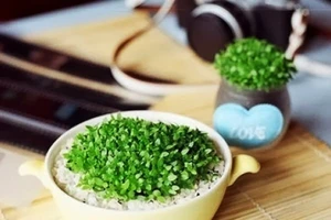 Những cách hay giúp bạn cứu cây trong nhà sắp chết