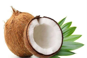 Một cuốn sách kỳ diệu về dừa