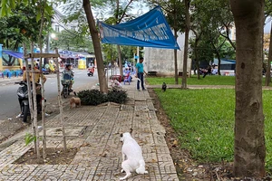 Lo lắng, khổ sở vì chó thả rông