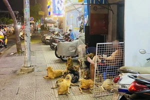 Nuôi nhiều chó gây ảnh hưởng hàng xóm, cần xử lý triệt để