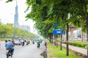 Biển báo giao thông bị cây che tầm nhìn, có đúng quy định?