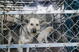 Chọc chó bị chó cắn, ai chịu trách nhiệm?