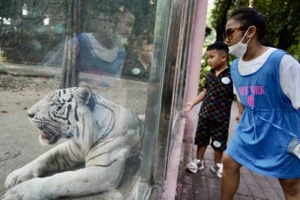 Hổ ở Thảo Cầm Viên được cho ăn ra sao để đảm bảo an toàn? 