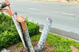 Vì sao chặt 9 cây cau kiểng lại bị khởi tố?