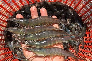 Góc nhìn pháp lý việc dừng bảo hộ, chỉ dẫn địa lý cho tôm Bình Thuận 