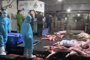 Vụ tuồn 300 tấn thịt heo bệnh vào thị trường: Đừng để đồng tiền làm nguy hại xã hội