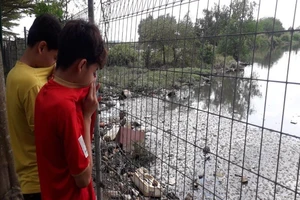 TP.HCM: Cá trong ao chết hàng loạt không rõ nguyên nhân 