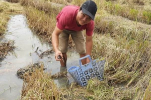 Về quê lội ruộng bắt cá nướng trui 