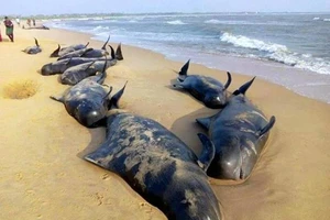 Hơn 120 con cá voi dạt vào bờ biển Ấn Độ
