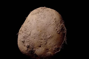 Bức ảnh củ khoai tây trị giá một triệu euro