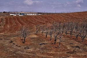 Triều Tiên mất mùa nặng vì hạn hán