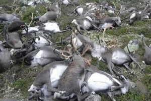 Na Uy: Hàng trăm con tuần lộc bị sét đánh chết