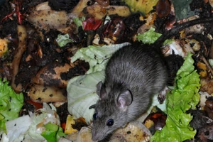 15% dân Venezuela lục thùng rác sống qua ngày