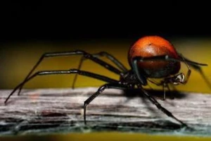 5 tháng, 2 lần bị nhện độc cắn 'chỗ ấy'