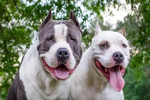 Thành phố Canada cấm nuôi chó Pit Bull