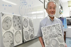 Nobel Y học vinh danh cơ chế tự thực của tế bào